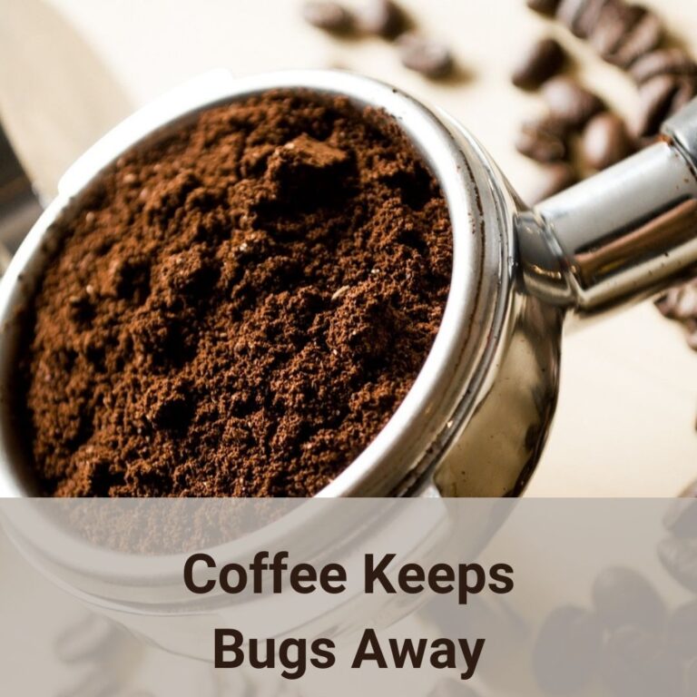 This picture shows a close shot of a portafliter (PF) of an espresso machine holding the coffee grounds. The PF is made of stainless steel with a black plastic handle which is only partially visible at the right upper corner of this photo. A matching stainless steel tamper and some dark brown coffee beans on a wooden table surface are in the background which is out of focus. The most clearly showed is the coffee grounds in the PF. Coffee grounds keep bugs away is in an eco friendly way.