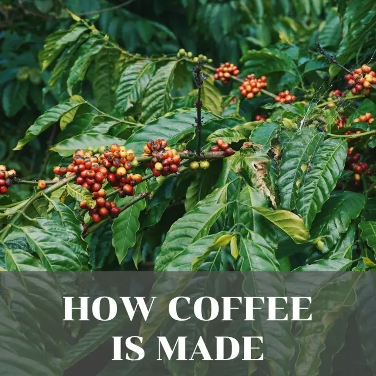 The Magical Journey from Bean to Brew: Unveiling the Secrets of How Coffee Is Made