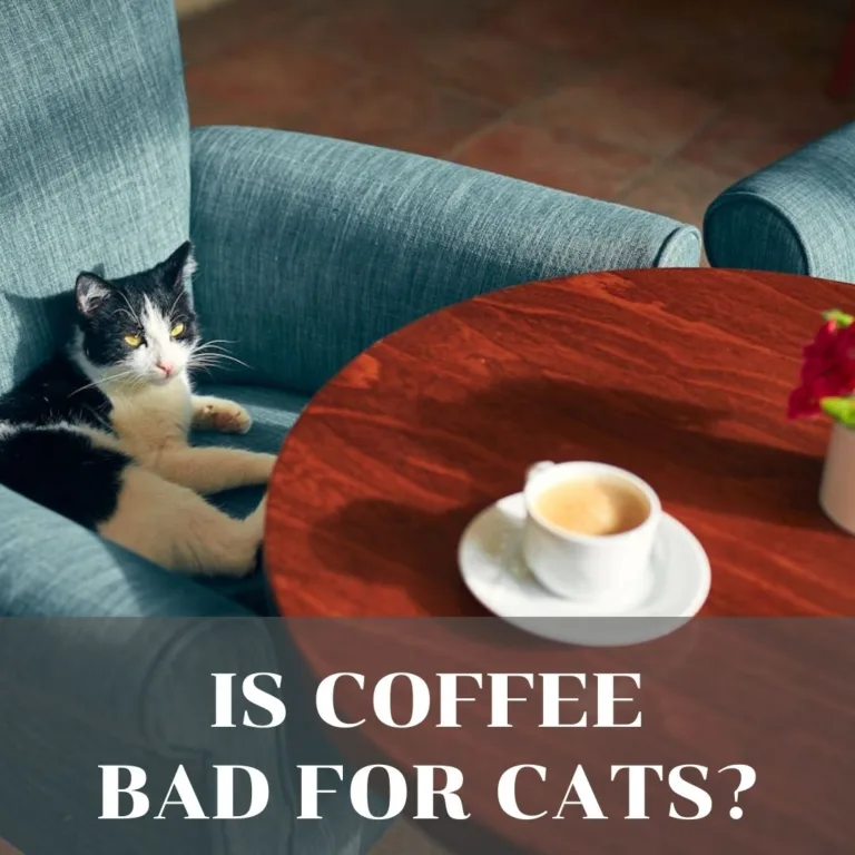 Is coffee bad for cats?