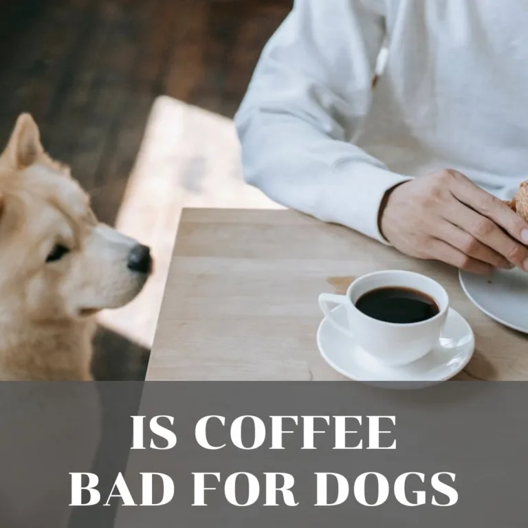 Is coffee bad for dogs? Yes.