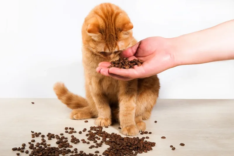 Is Coffee Bad for cats? Yes.