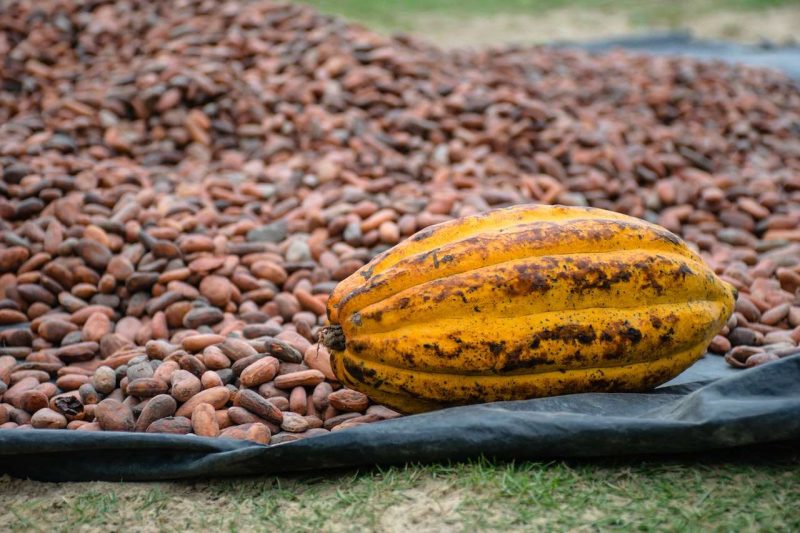 In the picture, there is a cocoa fruit and cocoa seeds on a black tarp laid on the grass. Cocoa powder, unsweetened, can be used as natural sweetener to sweeten coffee naturally.