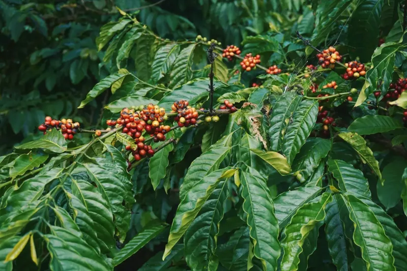 Do you know how coffee is made? Coffee beans are actual the seeds of the coffee tree.